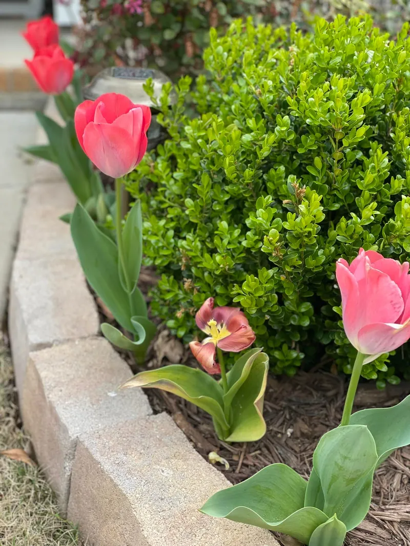 Curb Appeal – Outdoor Living Tip of the Day