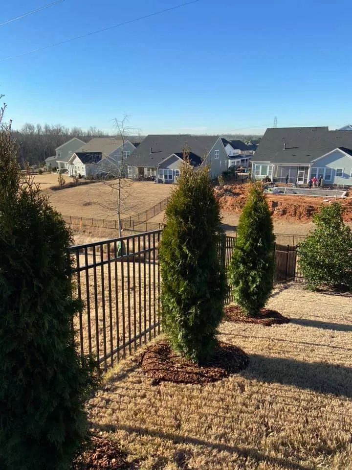 Emerald Green Arborvitae – Outdoor Living Tip of the Day