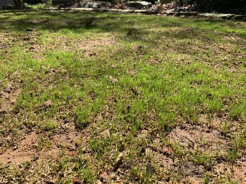 Fescue Grass Seed – Outdoor Living Tip of the Day