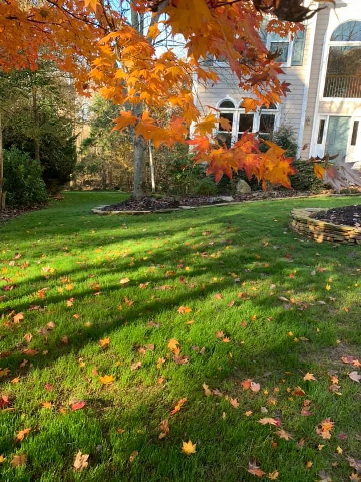 Fescue Grass – Outdoor Living Tip of the Day