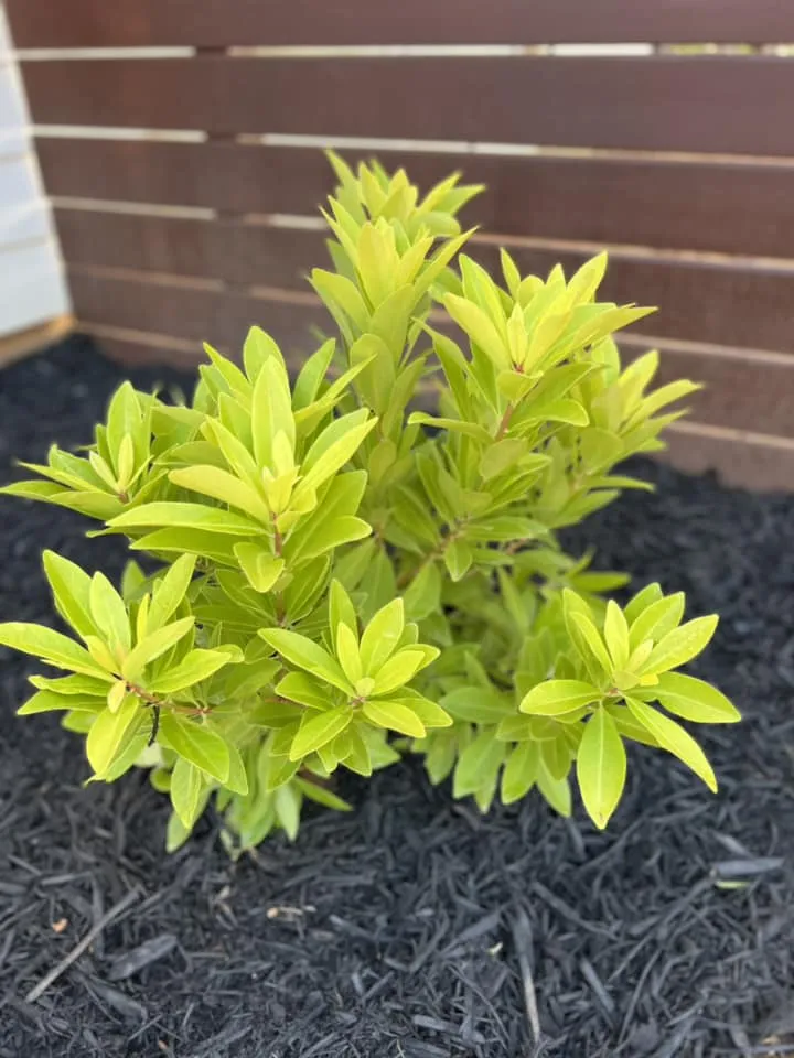 Florida Illicium – Outdoor Living Tip of the Day