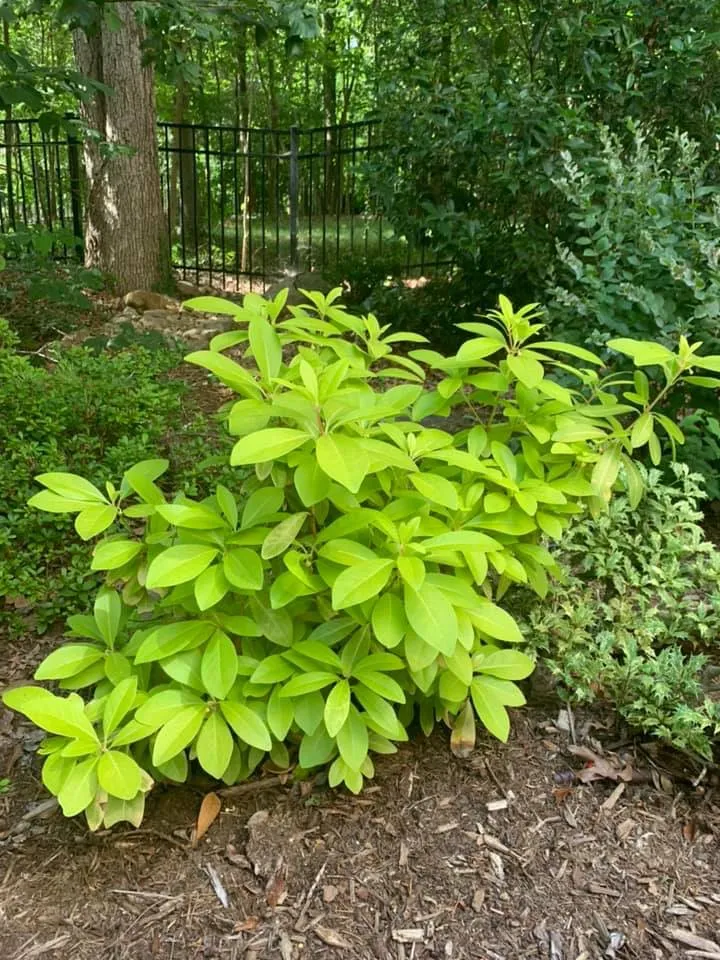 Florida Sunshine Illicium – Outdoor Living Tip of the Day