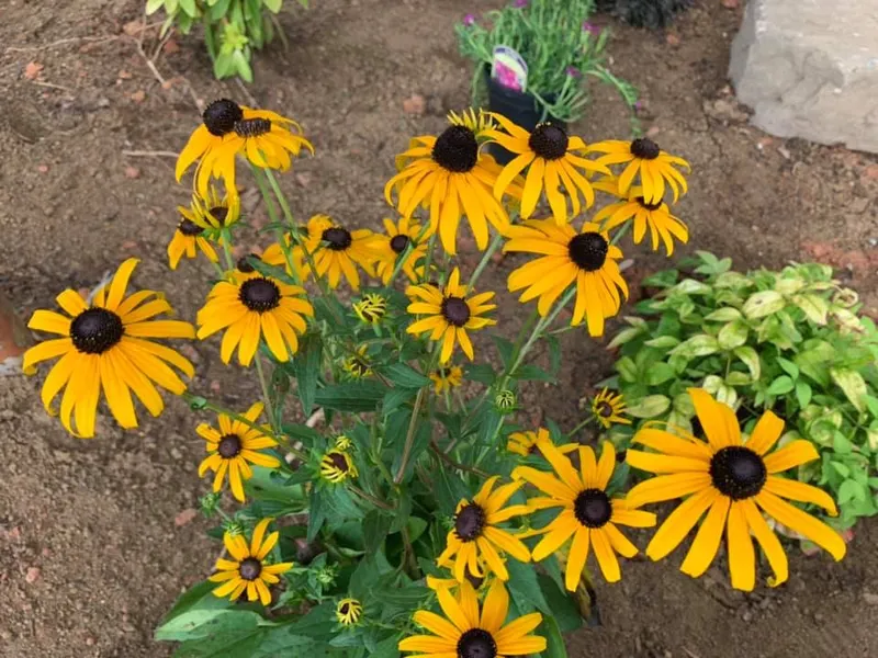 Free Perennials – Outdoor Living Tip of the Day