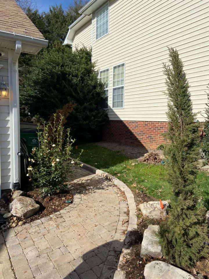 Italian Cypress Tree – Outdoor Living Tip of the Day