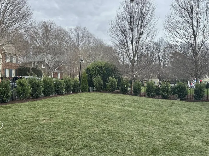 Ligustrum Japonicum Recurvifolium – Mr. Outdoor Living® Tip of the Day