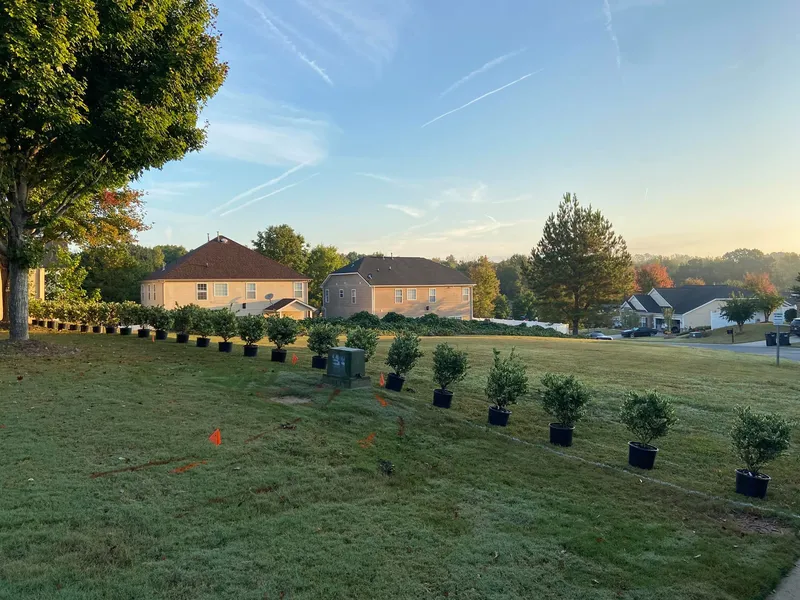 Ligustrum Recurvifolium (Privet)