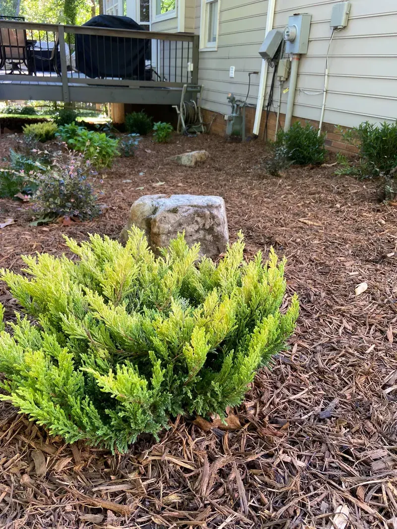 Limeglow Juniper – Outdoor Living Tip of the Day