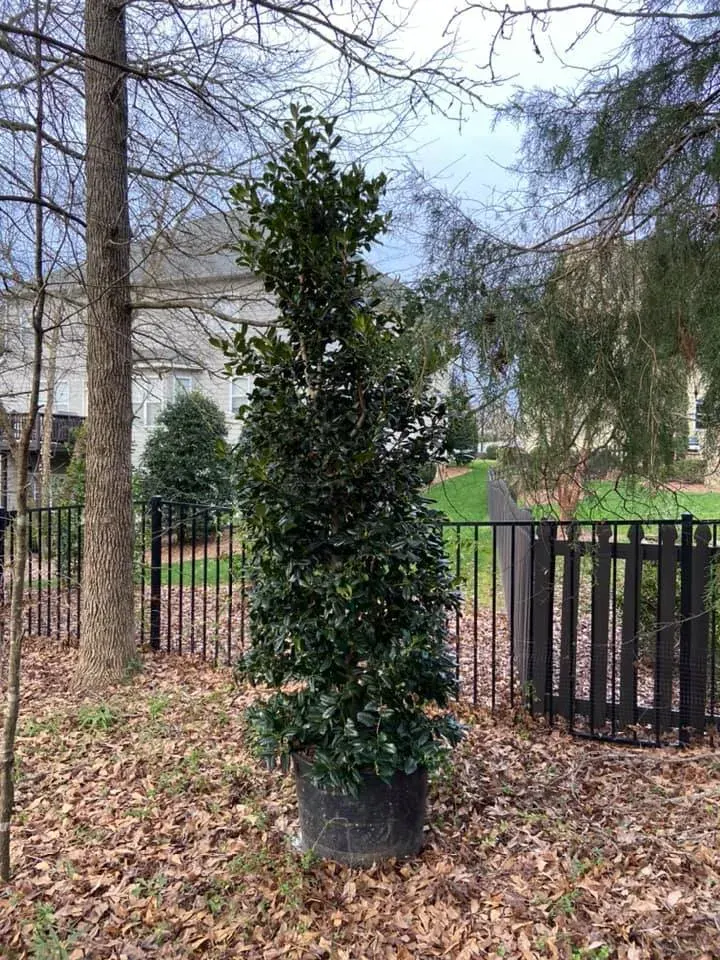 Nellie R. Stevens Holly – Outdoor Living Tip of the Day