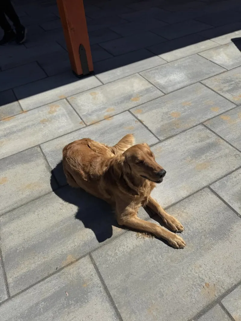 Pets on the Patio – Mr. Outdoor Living® Tip of the Day