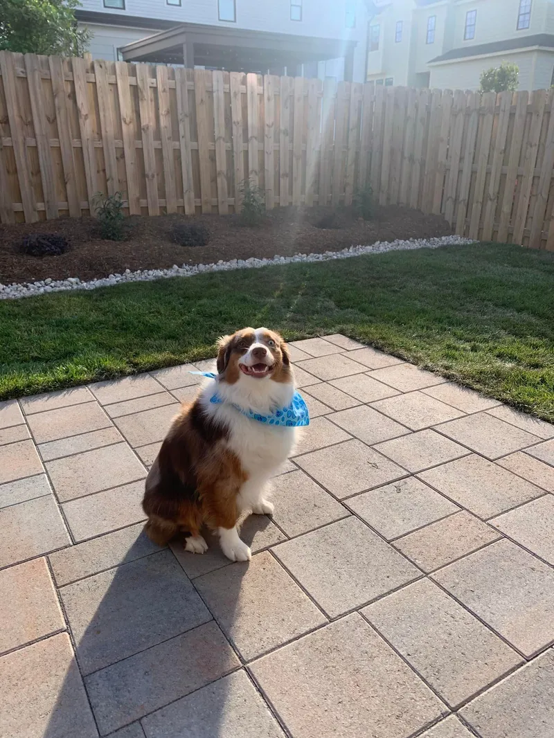 Pets on the Patio – Outdoor Living Tip of the Day