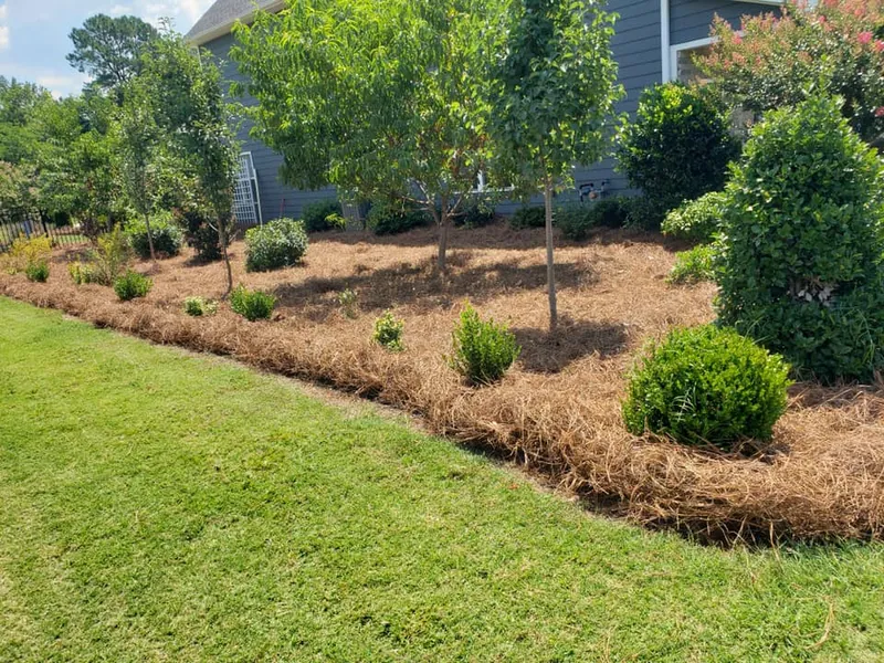 Pine Needles – Outdoor Living Tip of the Day