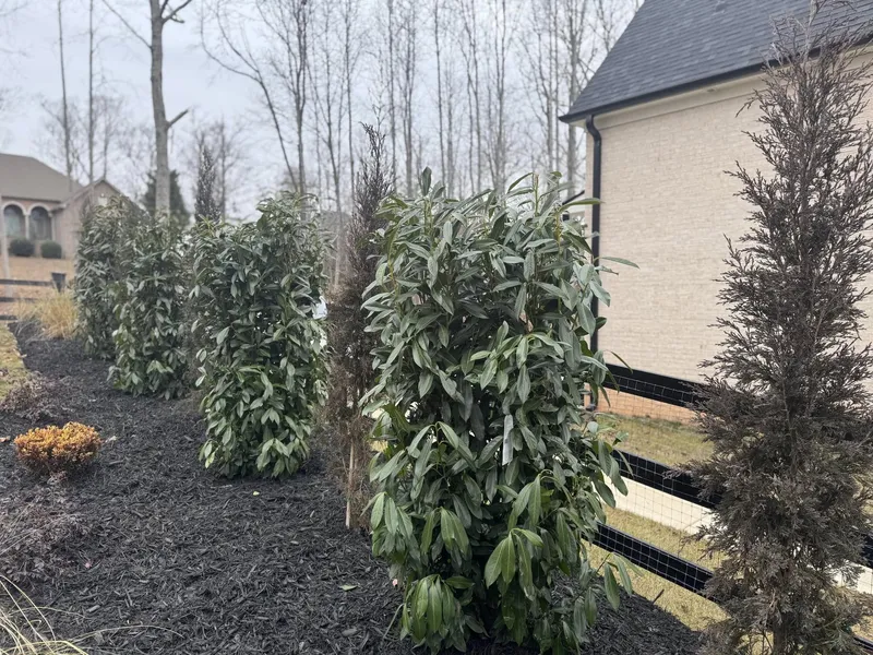 Plantings – Mr. Outdoor Living® Tip of the Day