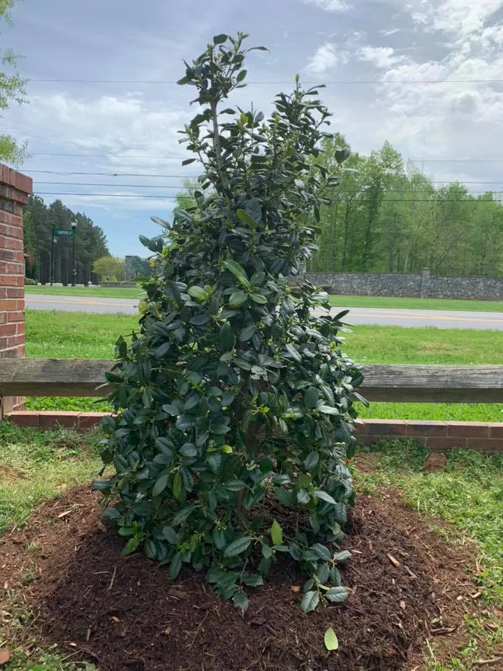 Privacy Landscaping – Outdoor Living Tip of the Day