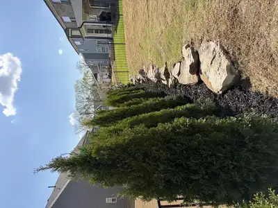 Privacy plantings, emerald green arborvitae