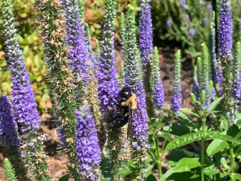 Royal Rembrandt Veronica – Outdoor Living Tip of the Day