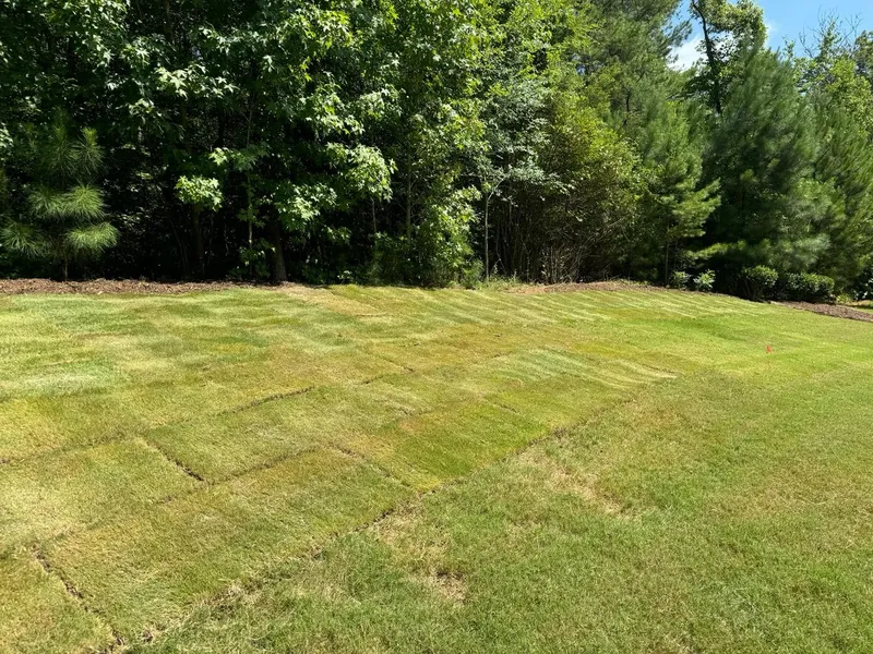 TifTuf Bermuda Sod – Outdoor Living Tip of the Day