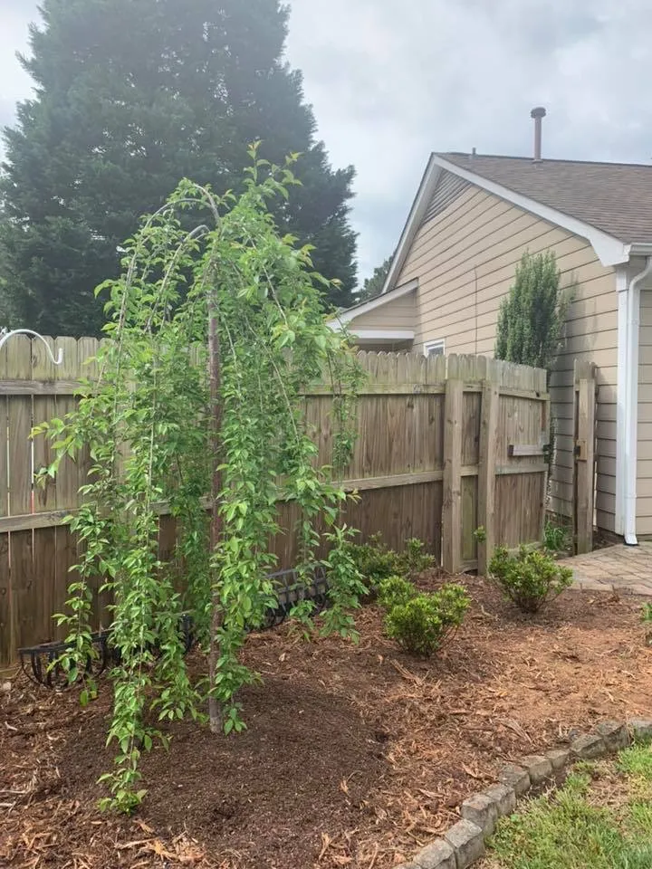 Weeping Cherry Tree – Outdoor Living Tip of the Day