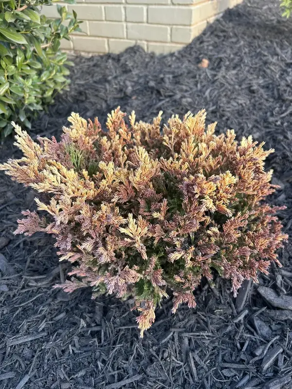 Mr. Outdoor Living project - Charlotte NC outdoor renovation 35