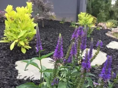 Perennials - Mr. Outdoor Living