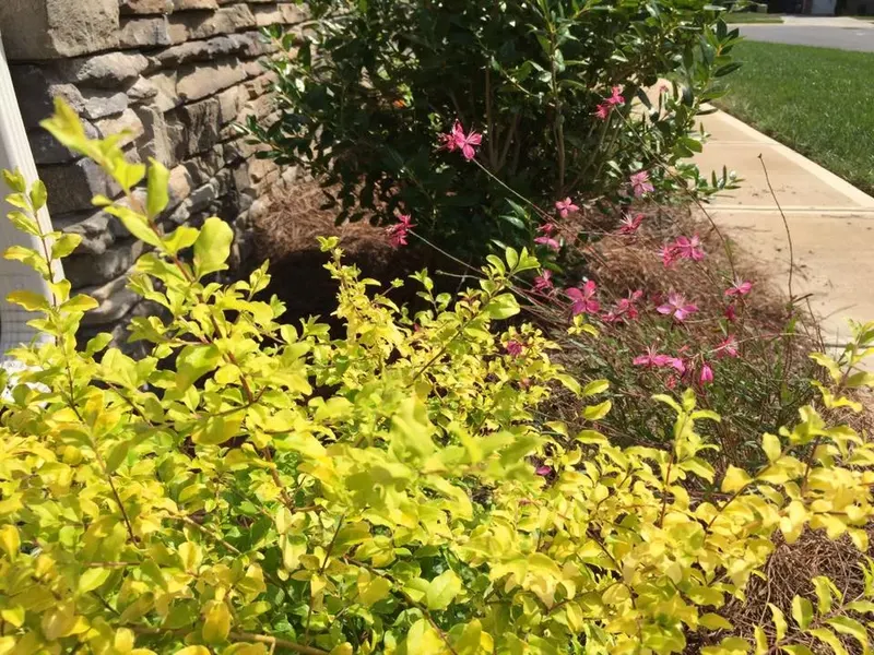 Four Season Shrubs - Mr. Outdoor Living Charlotte NC