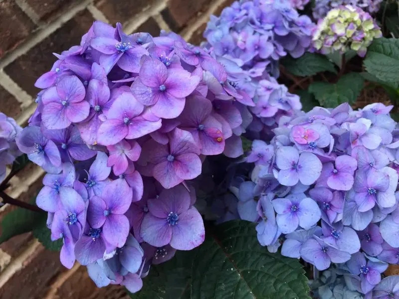 Four Season Shrubs - Mr. Outdoor Living Charlotte NC