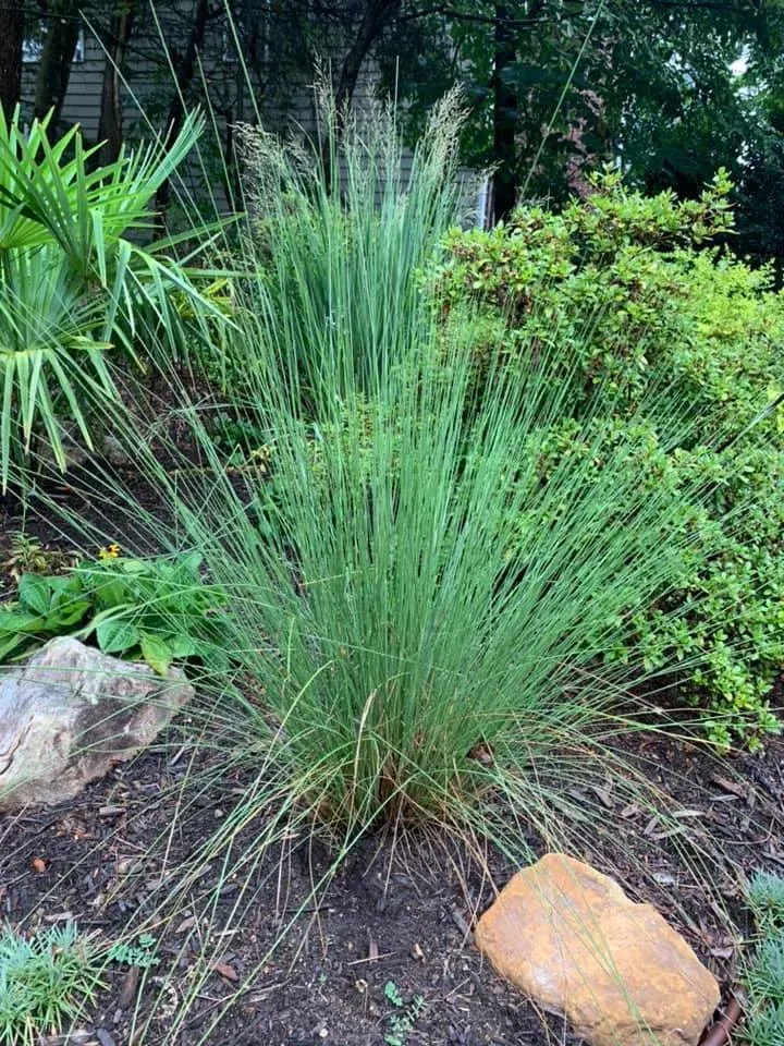 Four Season Shrubs - Mr. Outdoor Living Charlotte NC