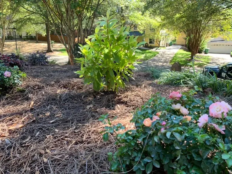 Four Season Shrubs - Mr. Outdoor Living Charlotte NC