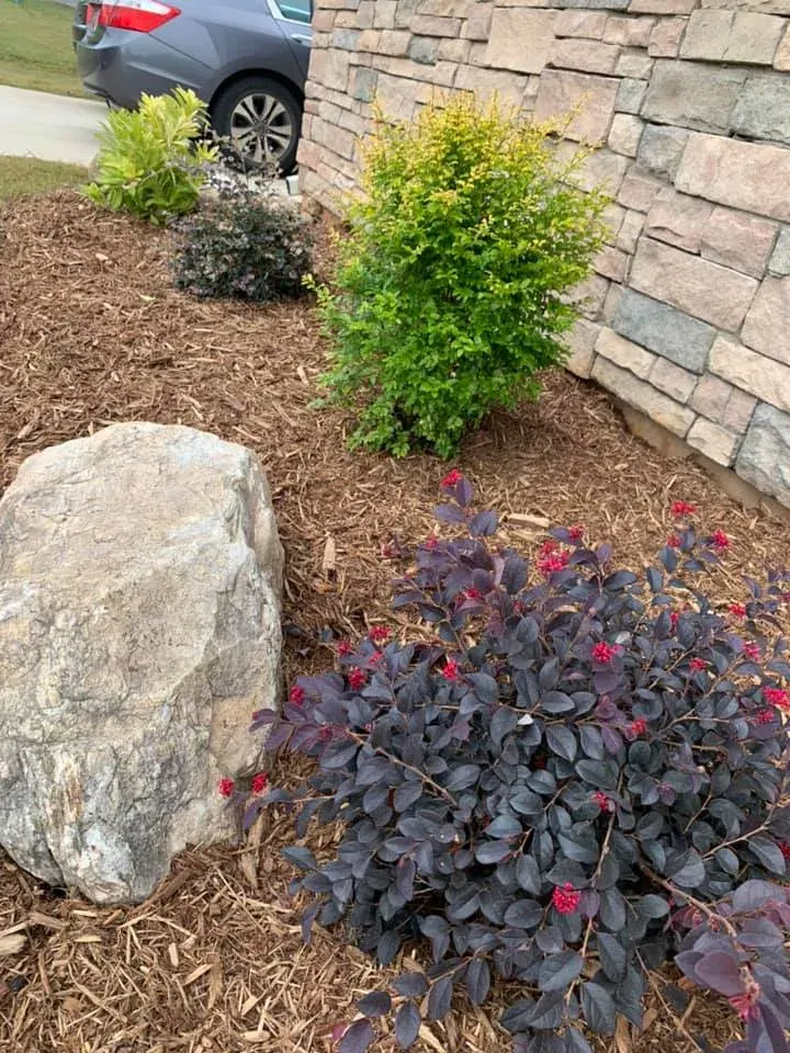 Four Season Shrubs - Mr. Outdoor Living Charlotte NC