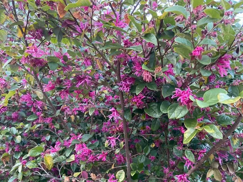 Four Season Shrubs - Mr. Outdoor Living Charlotte NC