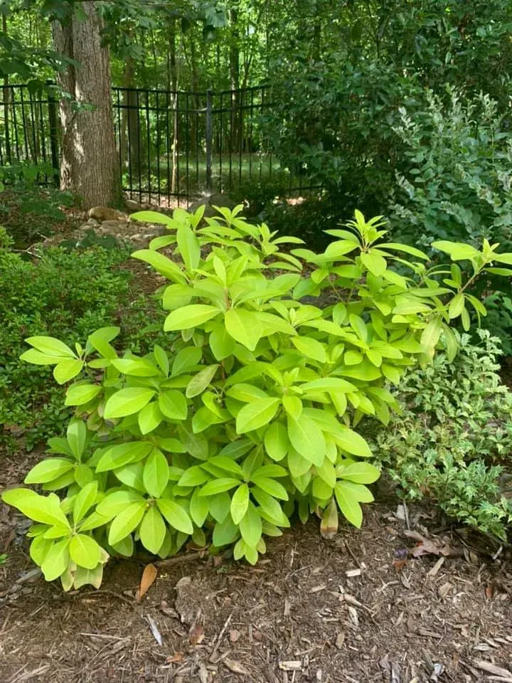 Four Season Shrubs - project photo - Mr. Outdoor Living