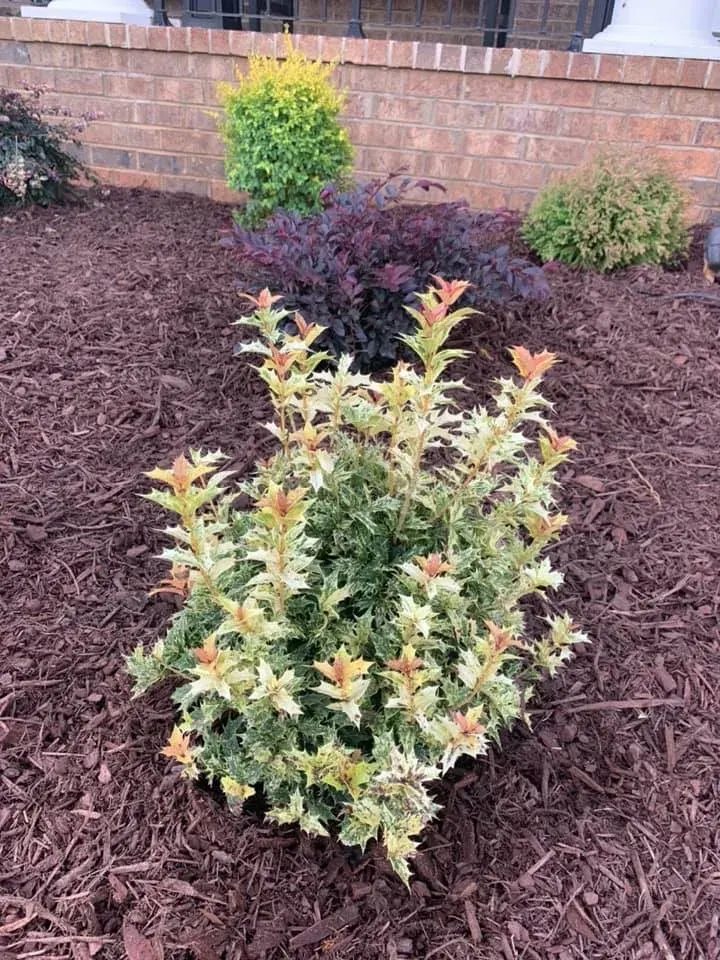 Four Season Shrubs - project photo - Mr. Outdoor Living