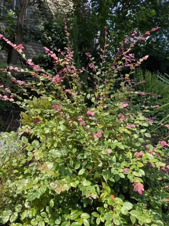 Four Season Shrubs - project photo - Mr. Outdoor Living