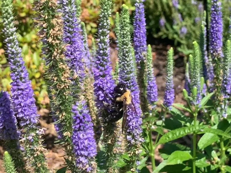 Perennials - Mr. Outdoor Living Charlotte NC