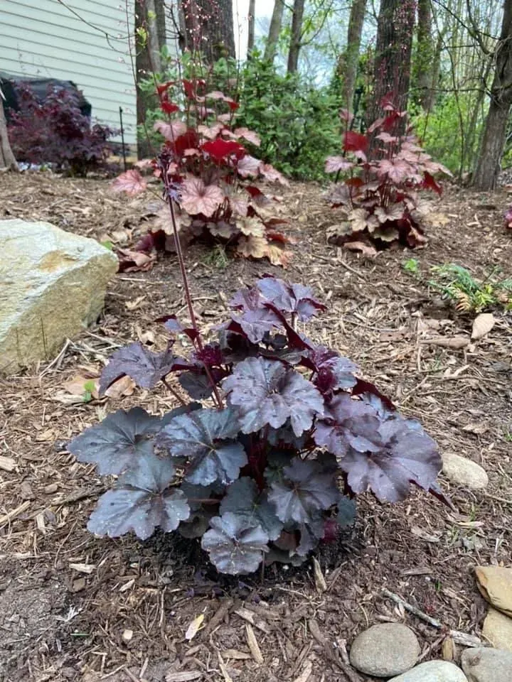 Perennials - project photo - Mr. Outdoor Living