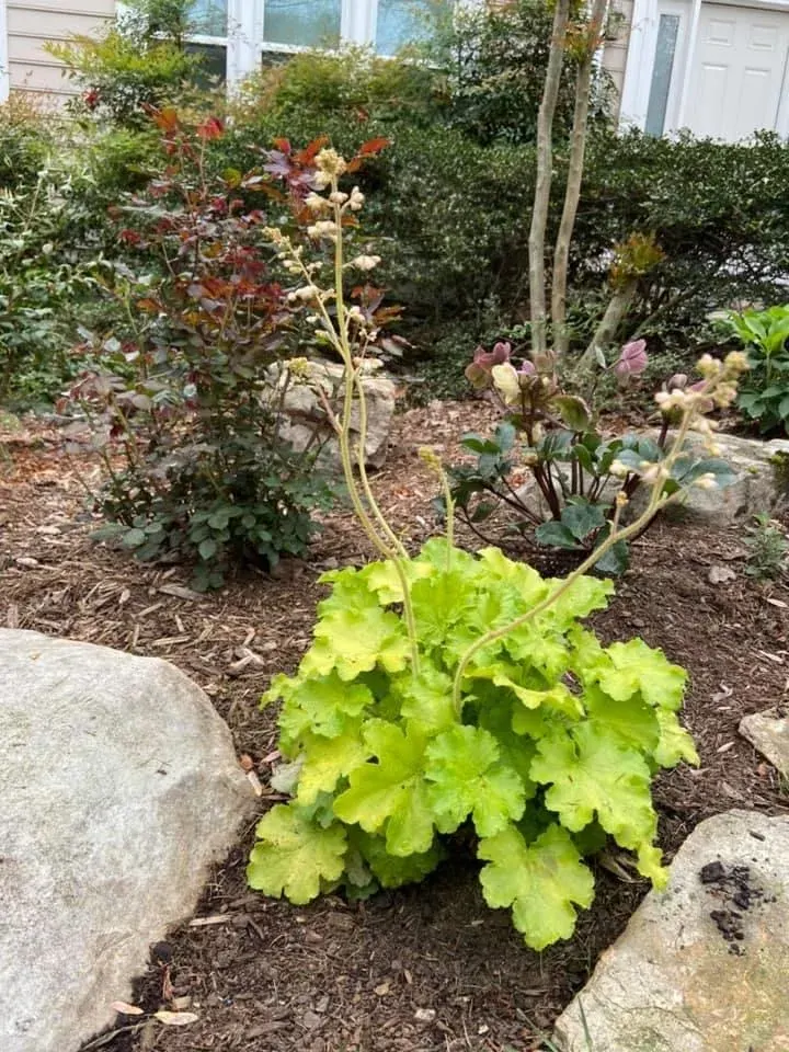 Perennials - project photo - Mr. Outdoor Living