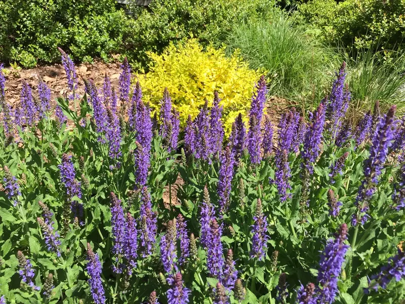 Perennials - project photo - Mr. Outdoor Living