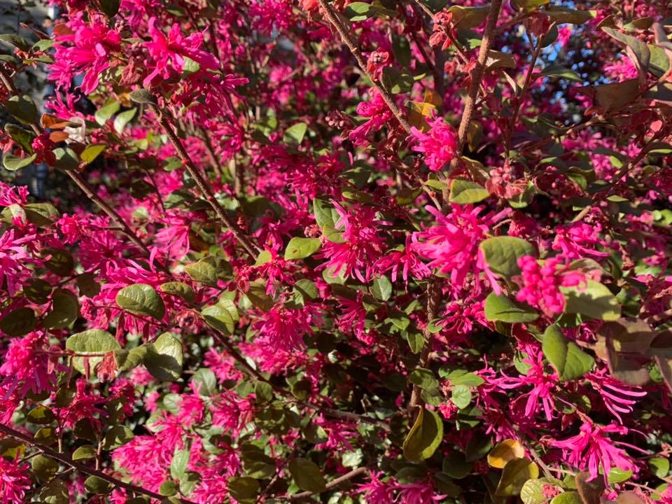 Loropetalum – Outdoor Living Tip of the Day