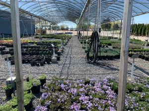 Plantings for Spring