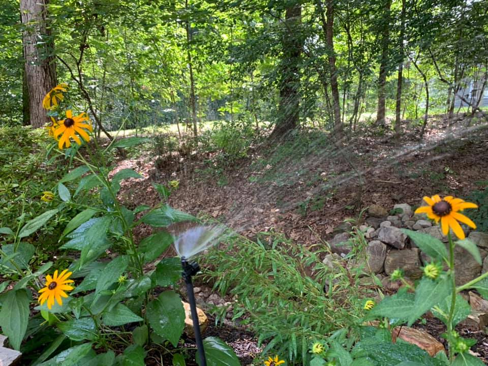 Correctly keeping plantings alive in the heat of the summer is not an easy task.🥵 However, after many years of trial and error, irrigation misters seem to work the best for perennials and some shrubs. 