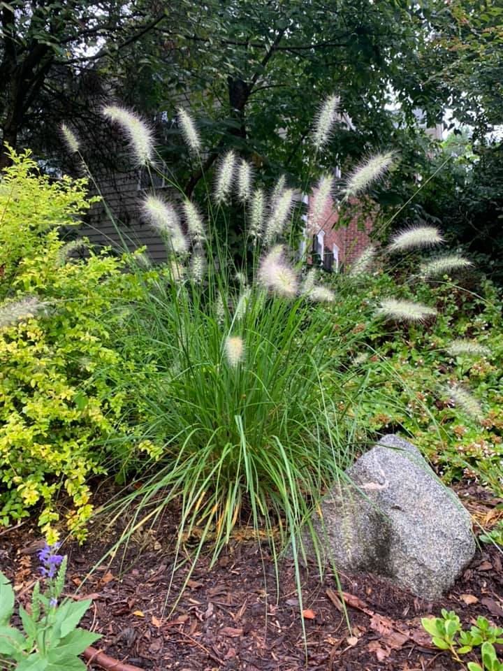 Grasses – Outdoor Living Tip of the Day