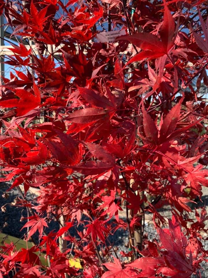 Bloodgood Japanese Maple Tree – Outdoor Living Tip of the Day