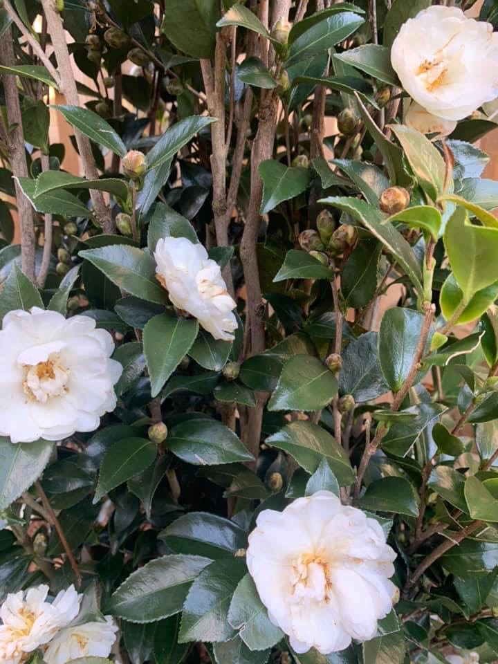 Autumn Rocket Sasanqua Camellia – Outdoor Living Tip of the Day