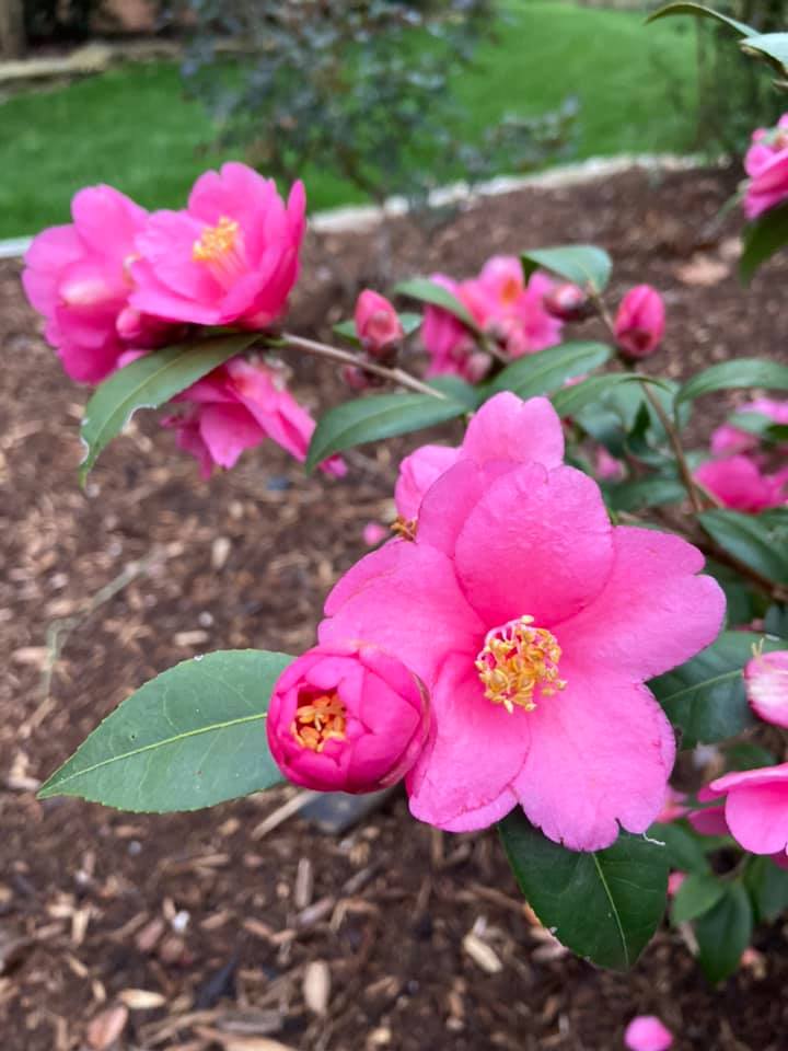 Pink Camellia – Outdoor Living Tip of the Day