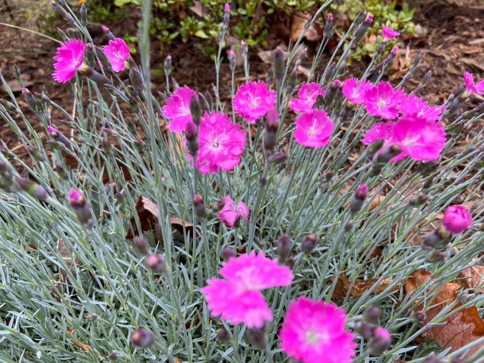 Firewitch Dianthus – Outdoor Living Tip of the Day