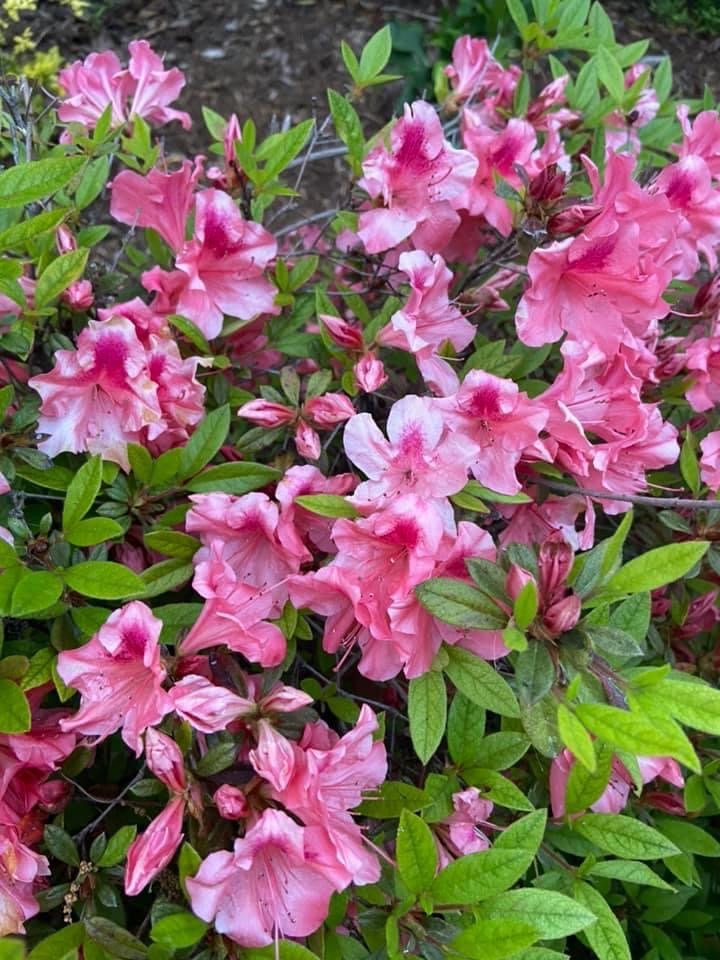 Encore Azaleas – Outdoor Living Tip of the Day