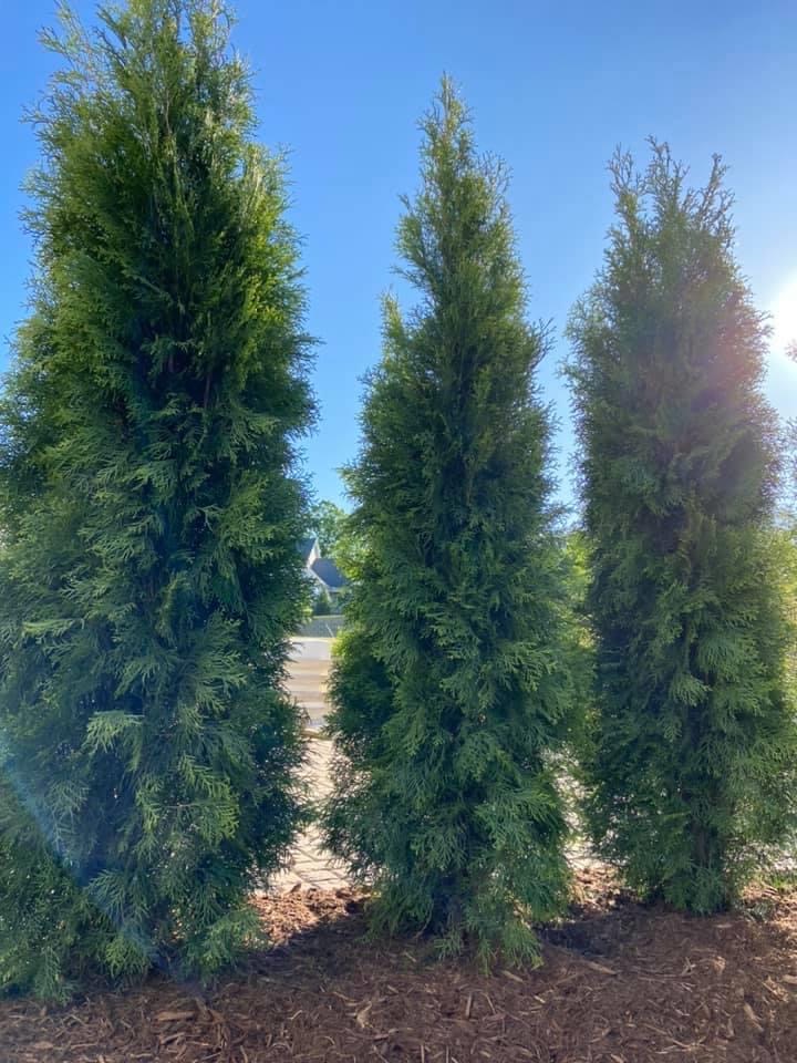 Emerald Green Arborvitae Trees – Outdoor Living Tip of the Day