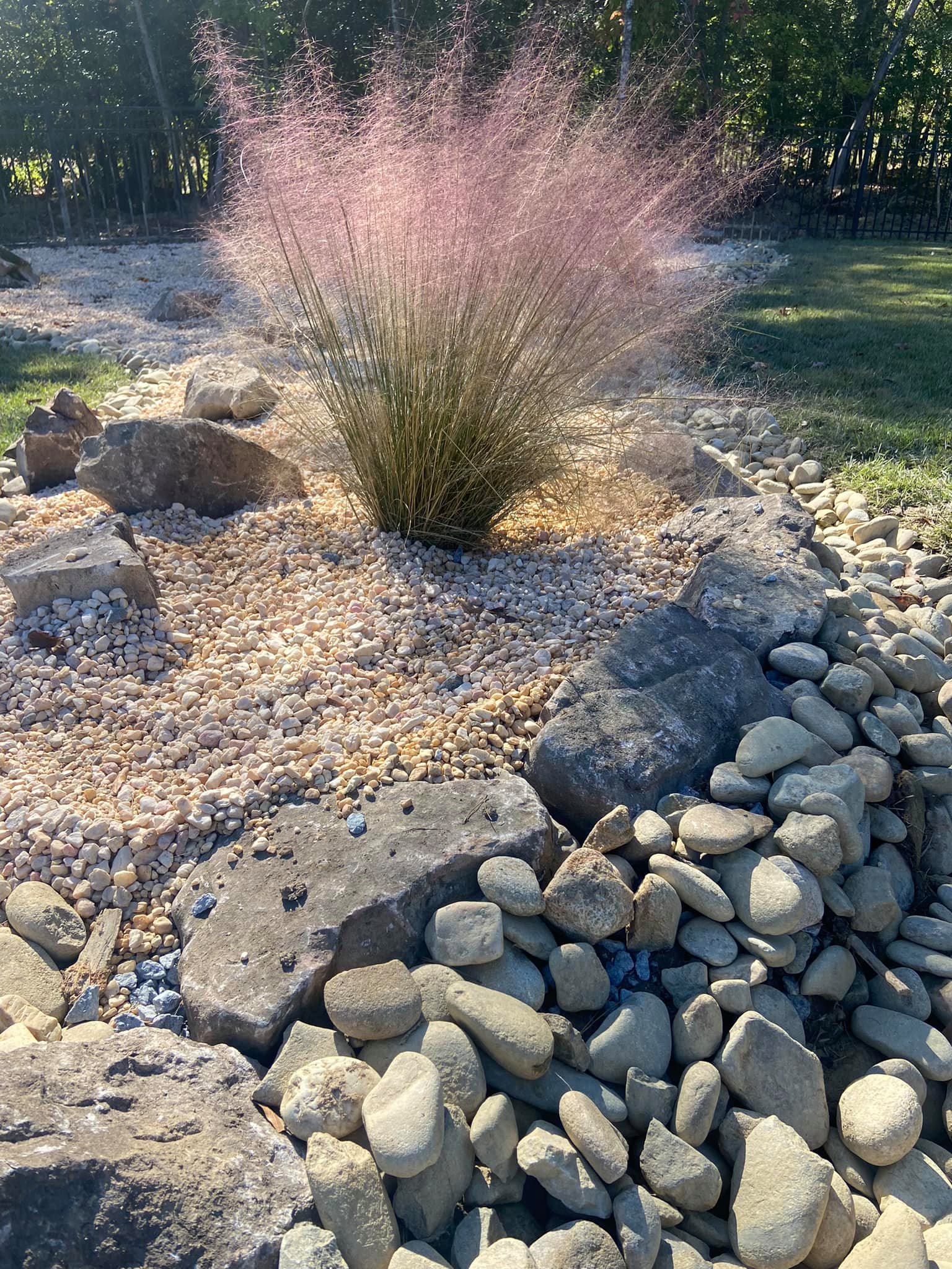 Pink Muhly Grass – Outdoor Living Tip of the Day