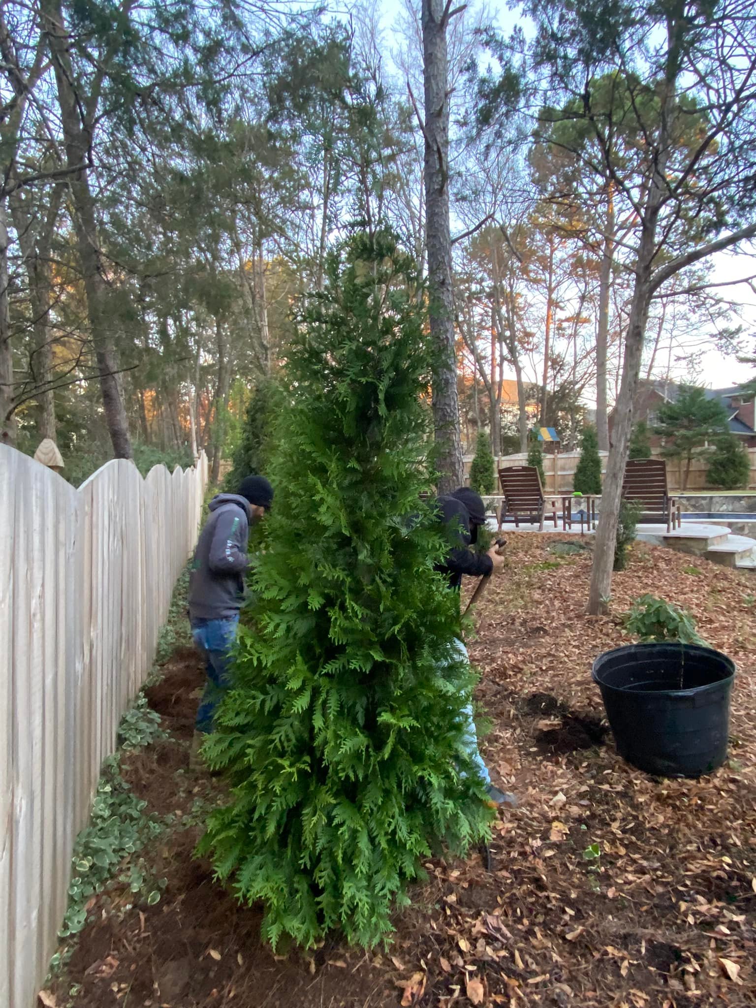 Green Giant Arborvitae Trees – Outdoor Living Tip of the Day