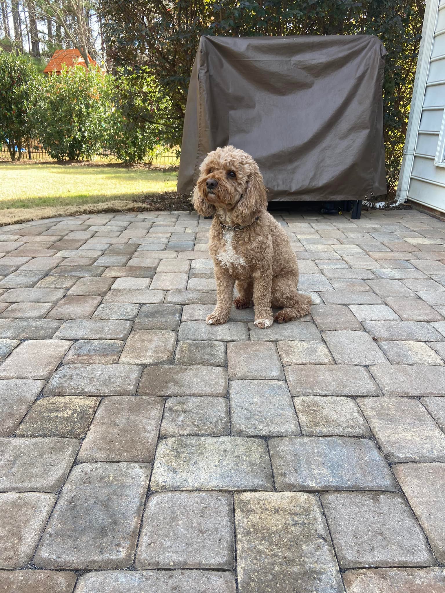 Belgard Savannah Cambridge Cobble Paver Patio – Outdoor Living Tip of the Day