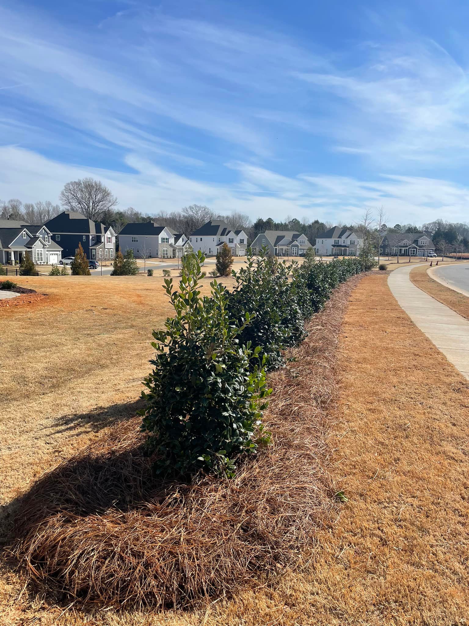 Nellie Stevens Holly Tree 🌳 – Outdoor Living Tip of the Day